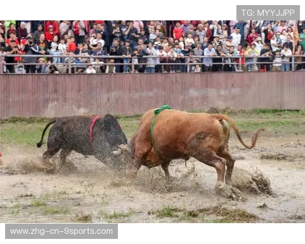 民族传统斗牛竞技盛典,文化与体育的完美碰撞,斗牛比赛规则详细